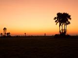 Africa 109 : Africa, Botswana, Grassland, Landscape, Makgadikgadi, Morning Glow, Nature, Palm Trees, Trees